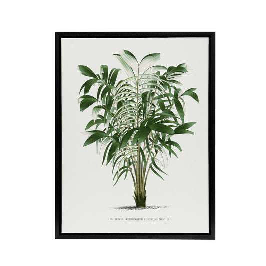Astrocaryum Murumuru Palm Tree Kerchove Framed Canvas Wall Art Print
