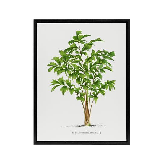 Caryota Sobolifera Palm Tree Kerchove Framed Canvas Wall Art Print