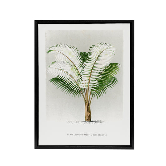 Ceroxylon Anticola Palm Tree Kerchove Framed Canvas Wall Art Print