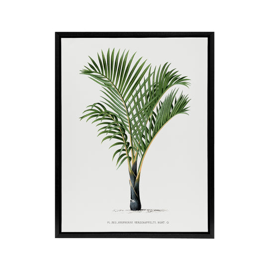 Hyophorbe Verschaffelti Palm Tree Kerchove Framed Canvas Wall Art Print