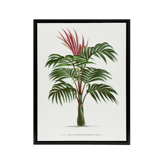 Kentiopsis Macrocarpa Palm Tree Kerchove Framed Canvas Wall Art Print