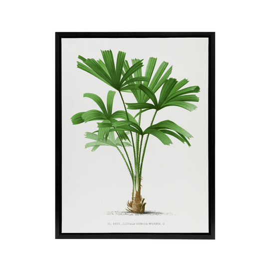 Licuala Spinosa Palm Tree Oswald de Kerchove Framed Canvas Wall Art Print