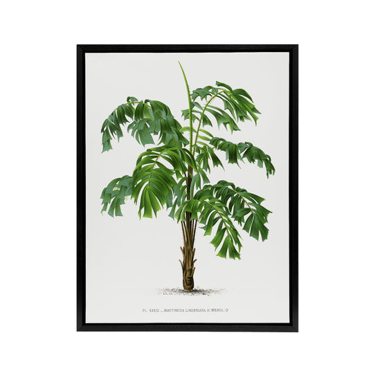 Martinezia Lindeniana Palm Tree Kerchove Framed Canvas Wall Art Print