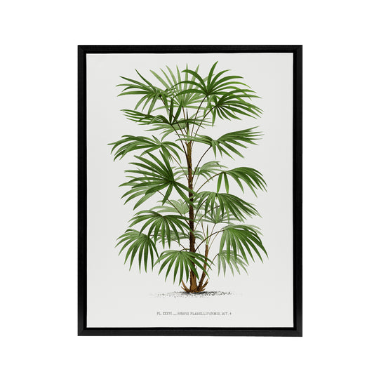Rhapis Flabelliformis Palm Tree Kerchove Framed Canvas Wall Art Print