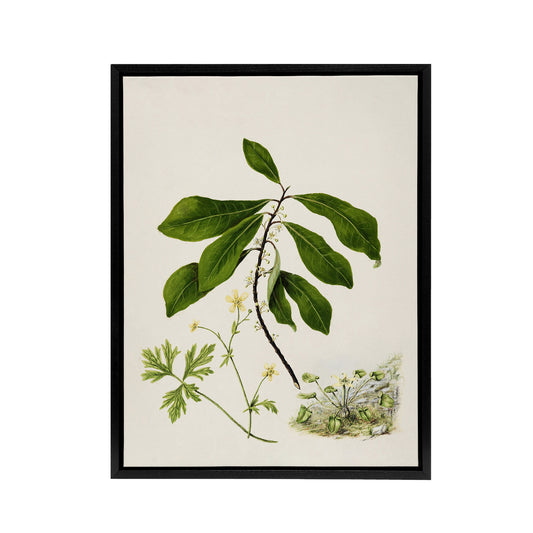 Caltha New Zealand Marsh Marigold Plant Featon Framed Canvas Wall Art Print