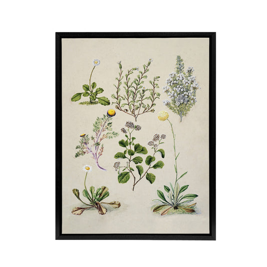 Native New Zealand Wildflowers Artwork Featon Framed Canvas Wall Art Print