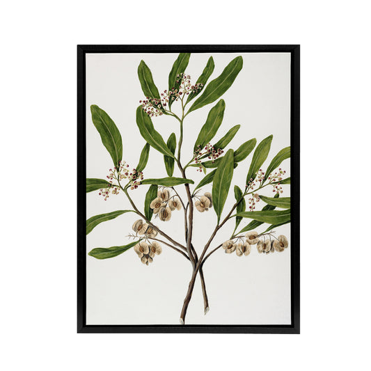 New Zealand Akeake Hopbush Flowering Plant Featon Framed Canvas Wall Art Print