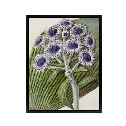 New Zealand Antarctic Daisy Flowers Featon Framed Canvas Wall Art Print