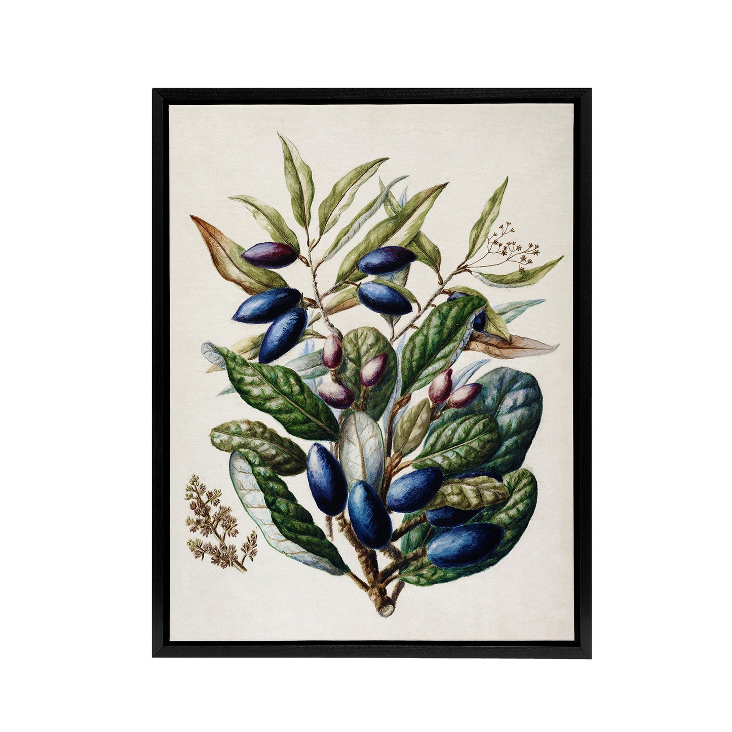 New Zealand Taraire Fruit Branch Featon Framed Canvas Wall Art Print