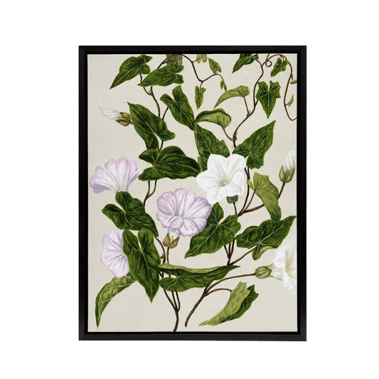 New Zealand Bindweed Wildflowers Featon Framed Canvas Wall Art Print