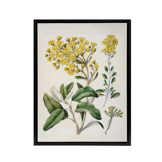 New Zealand Brachyglottis Daisy Flowers Featon Framed Canvas Wall Art Print