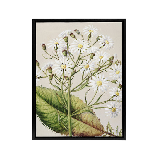 New Zealand Brachyglottis Hectorii Daisies Featon Framed Canvas Wall Art Print