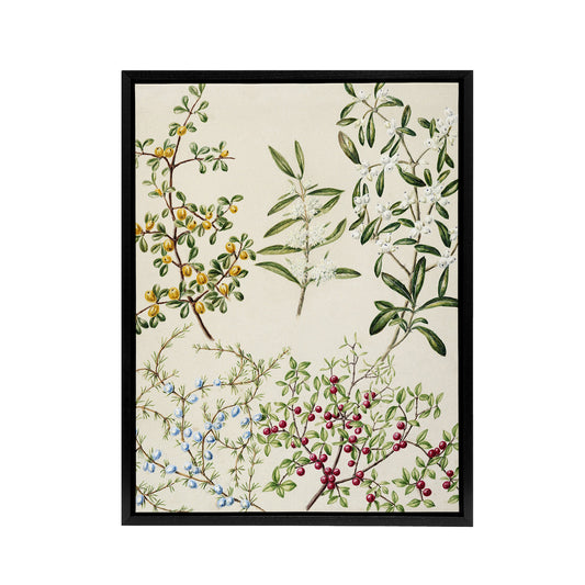 New Zealand Coprosma Acerosa Coastal Plant Featon Framed Canvas Wall Art Print