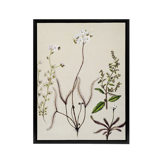 New Zealand Drosera Arcturi Plant Flowers Featon Framed Canvas Wall Art Print