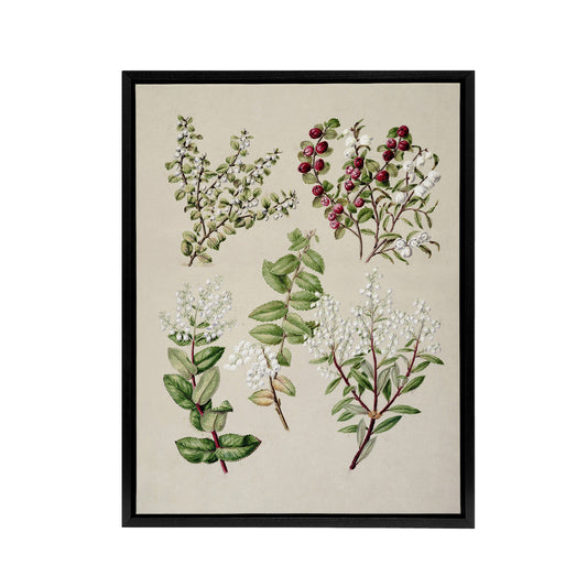 New Zealand Gaultheria Flowering Plant Featon Framed Canvas Wall Art Print