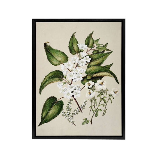 Hibiscus and Saltmarsh Ribbonwood Flowers Featon Framed Canvas Wall Art Print