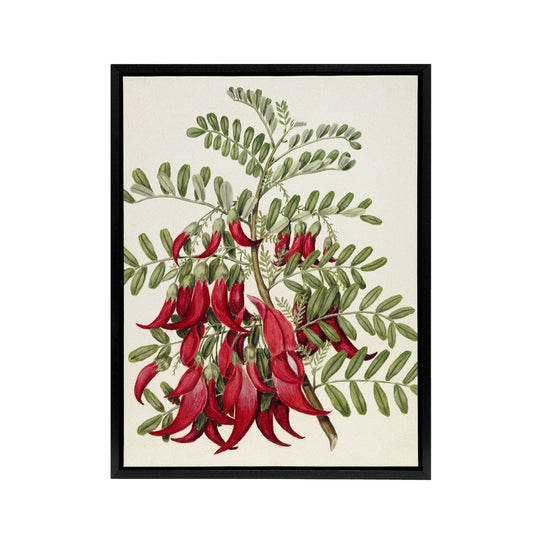 New Zealand Kaka Beak Plant Flowers Featon Framed Canvas Wall Art Print