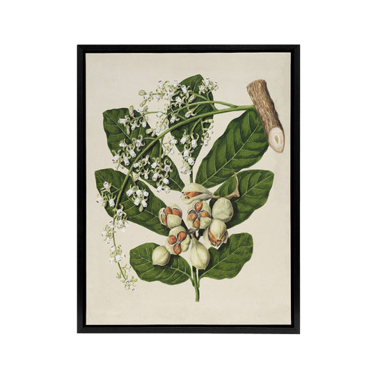 New Zealand Kohekohe Tree Flowers Featon Framed Canvas Wall Art Print