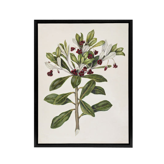 New Zealand Kohuhu and Karo Plant Featon Framed Canvas Wall Art Print