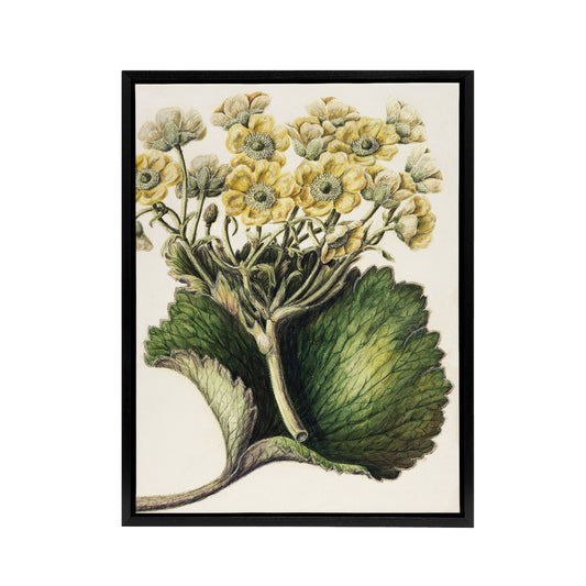 New Zealand Korikori Buttercup Flower Featon Framed Canvas Wall Art Print