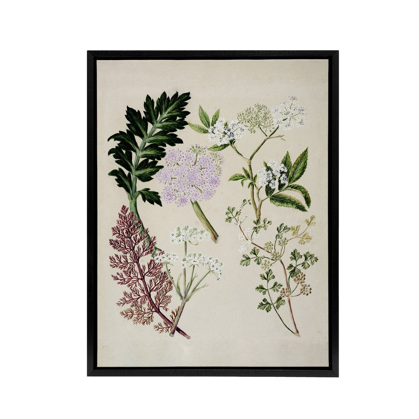 New Zealand Ligosticum Latifolium Flowers Featon Framed Canvas Wall Art Print