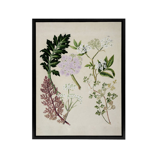 New Zealand Ligosticum Latifolium Flowers Featon Framed Canvas Wall Art Print