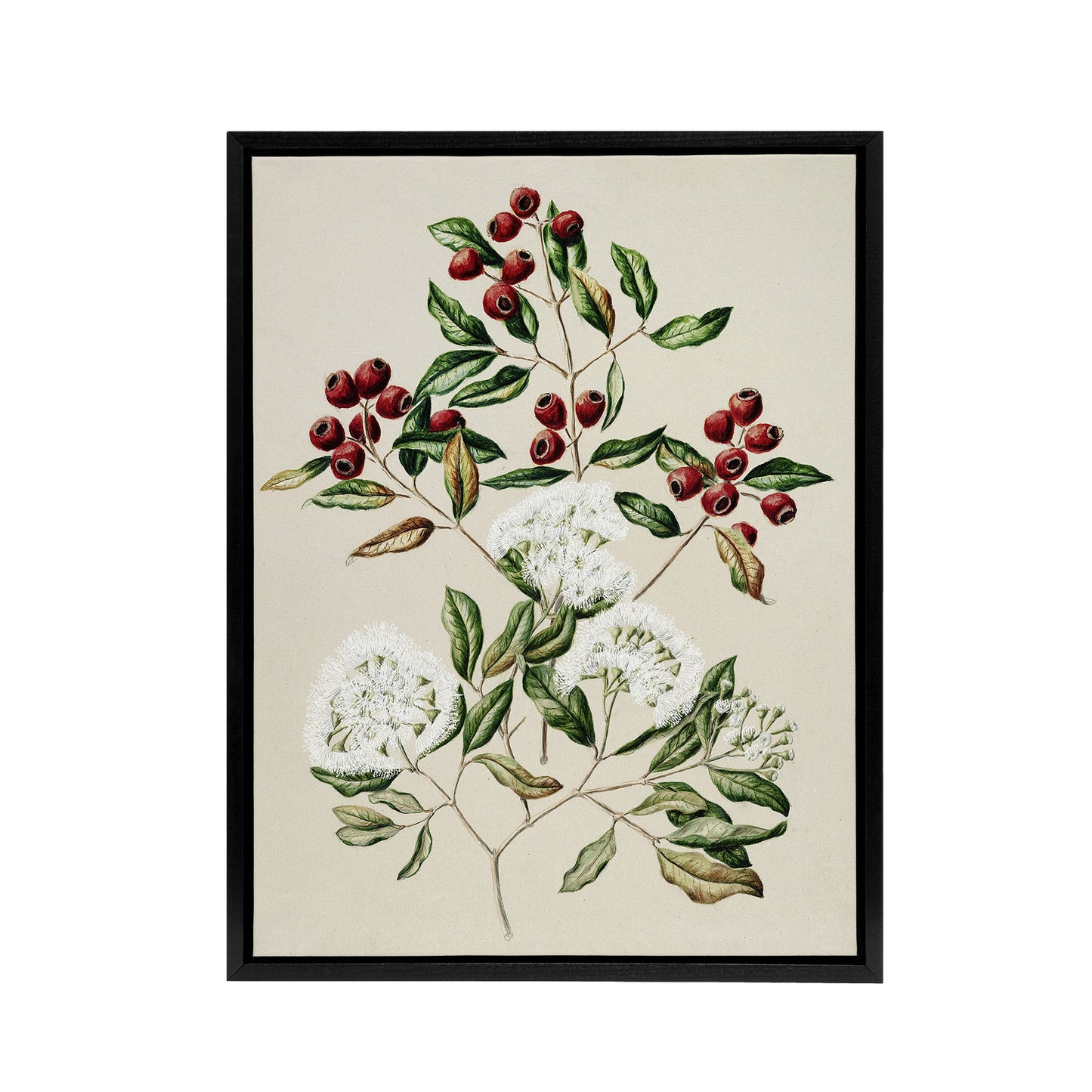 New Zealand Maire Tawake Tree Flowers Featon Framed Canvas Wall Art Print