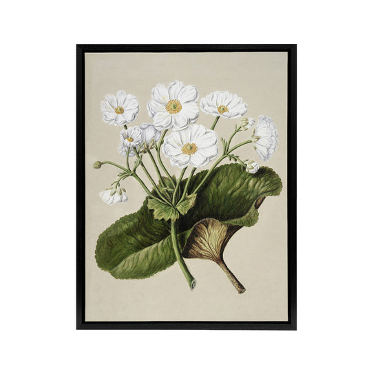 New Zealand Mountain Lily Flowers Featon Framed Canvas Wall Art Print