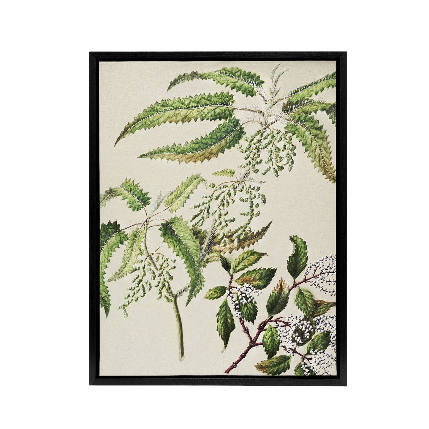 New Zealand Ongaonga Tree Nettle Plant Featon Framed Canvas Wall Art Print