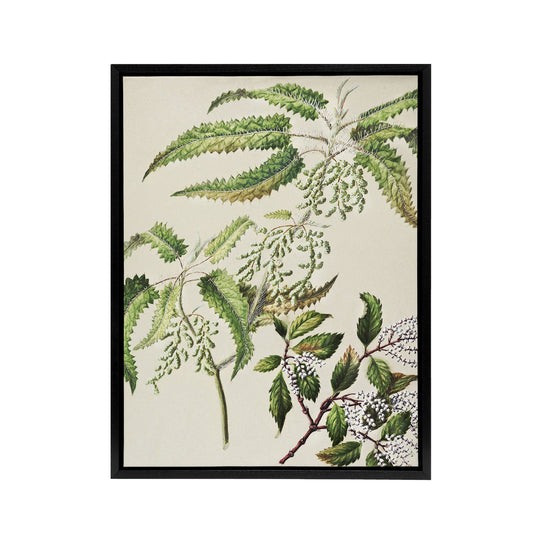 New Zealand Ongaonga Tree Nettle Plant Featon Framed Canvas Wall Art Print