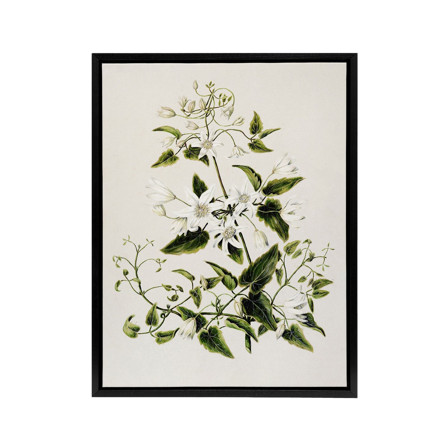 New Zealand Pikiarero White Clematis Flower Featon Framed Canvas Wall Art Print