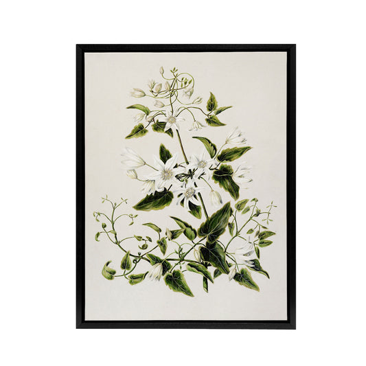 New Zealand Pikiarero White Clematis Flower Featon Framed Canvas Wall Art Print