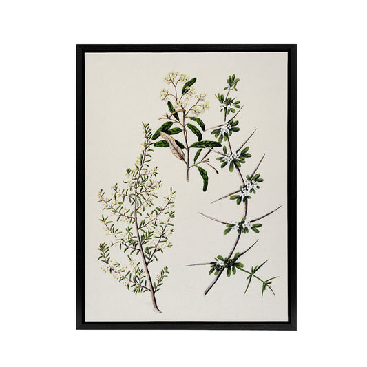 New Zealand Pomaderris Edgerleyi Plant Featon Framed Canvas Wall Art Print