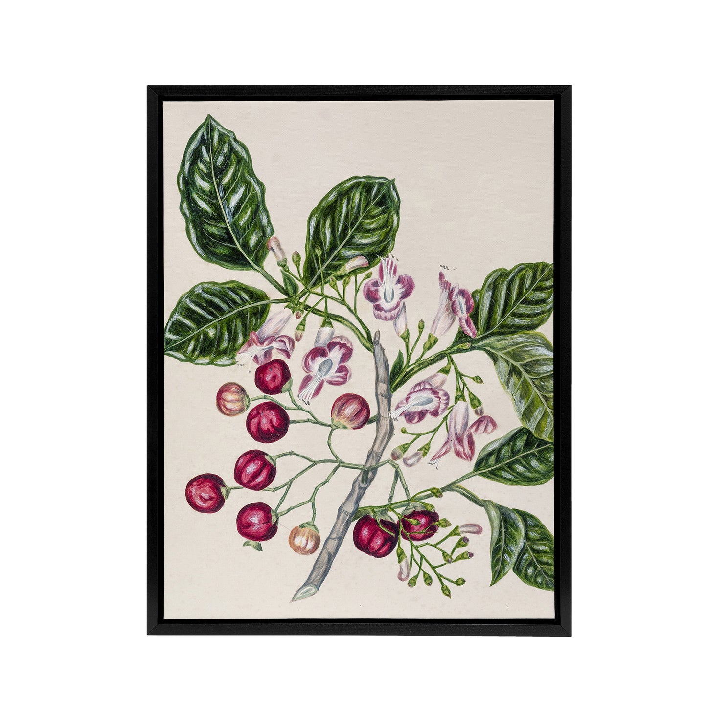 New Zealand Puriri Vitex Lucens Flowers Featon Framed Canvas Wall Art Print