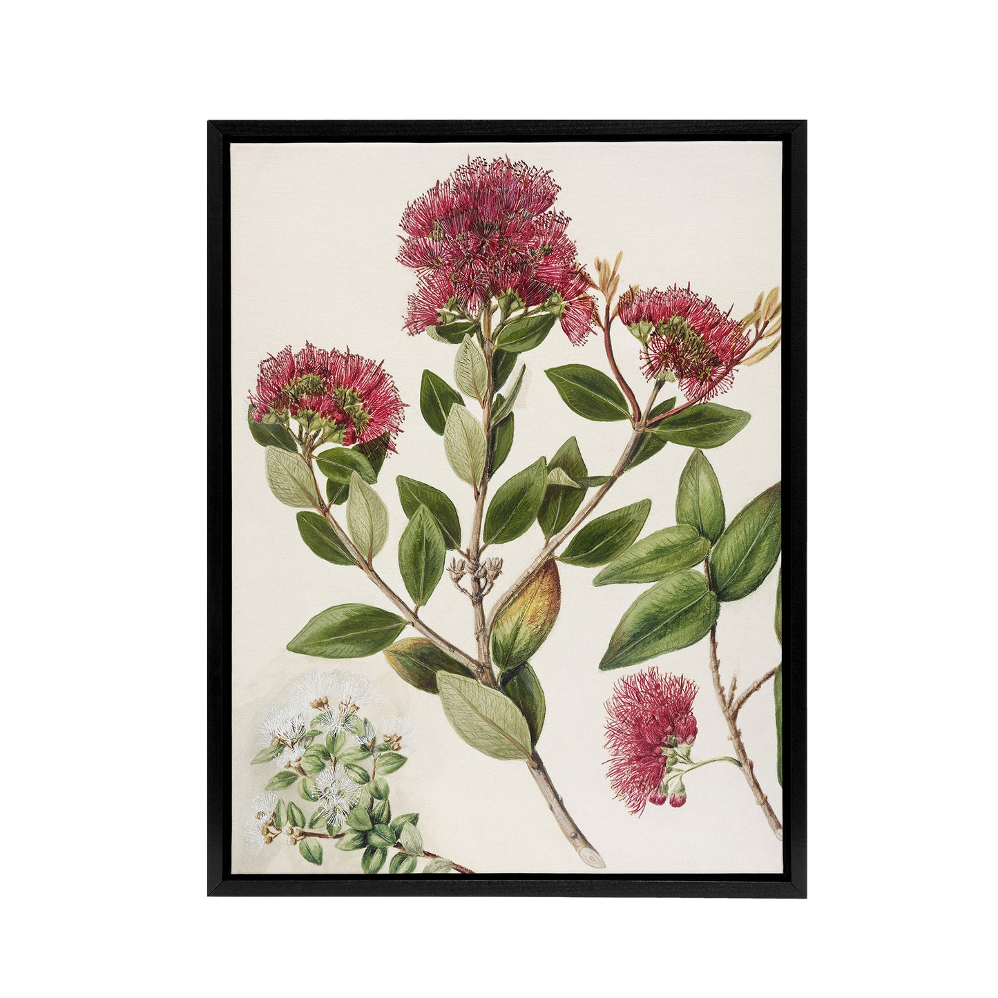 New Zealand Rata Flowers Illustration Featon Framed Canvas Wall Art Print