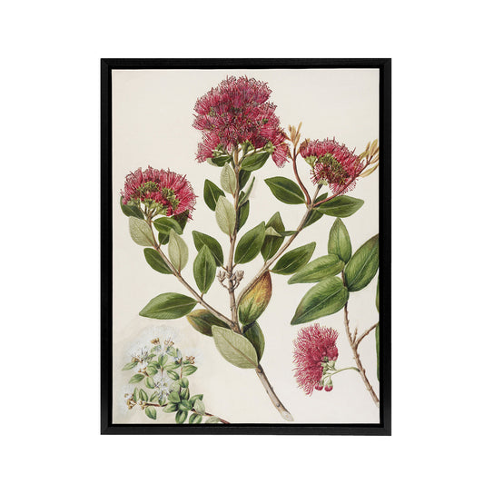 New Zealand Rata Flowers Illustration Featon Framed Canvas Wall Art Print