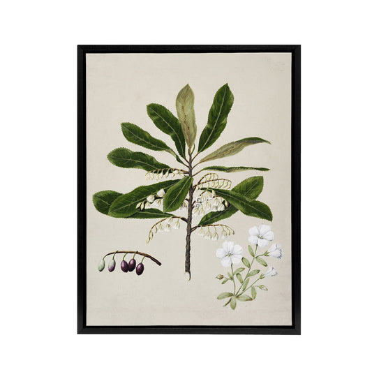 New Zealand Rauhuia and Hinau Flowers Featon Framed Canvas Wall Art Print