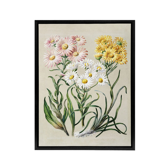 New Zealand Snow Groundsel Flowers Featon Framed Canvas Wall Art Print