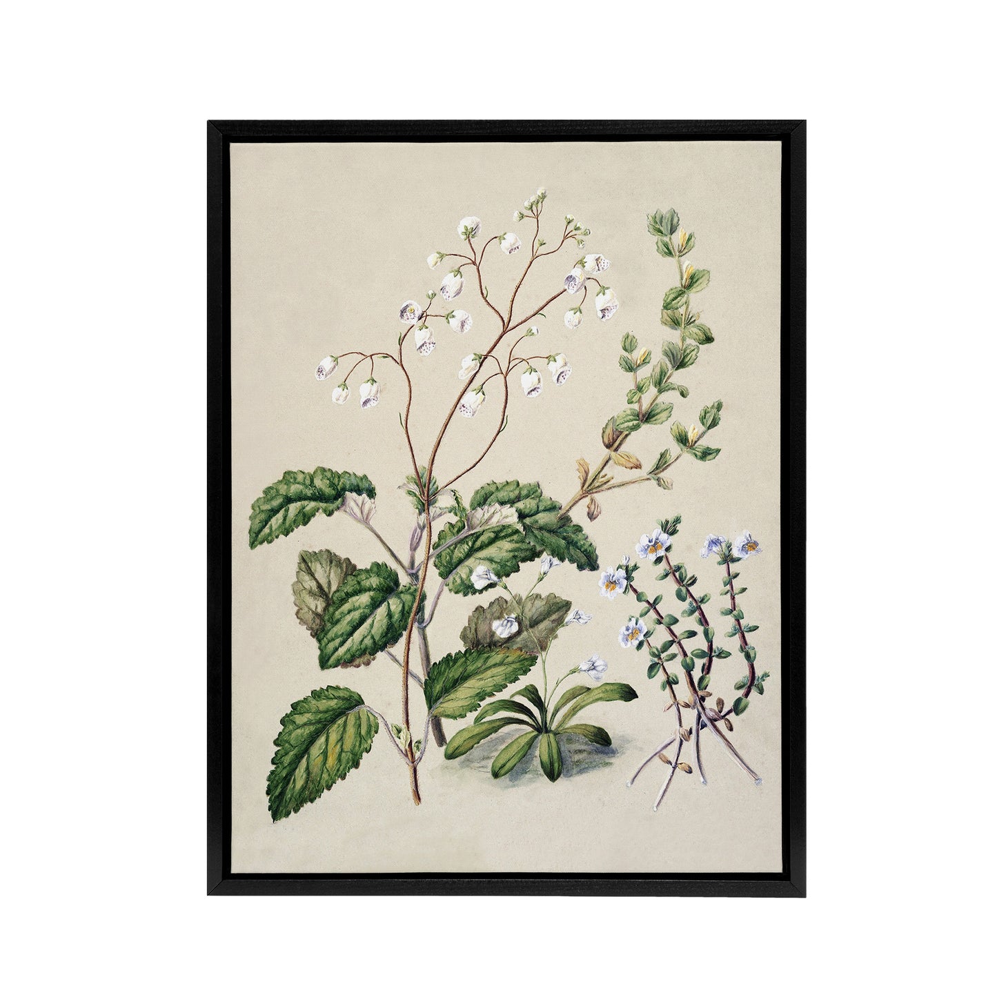 New Zealand Swamp Mazus Flowering Plant Featon Framed Canvas Wall Art Print