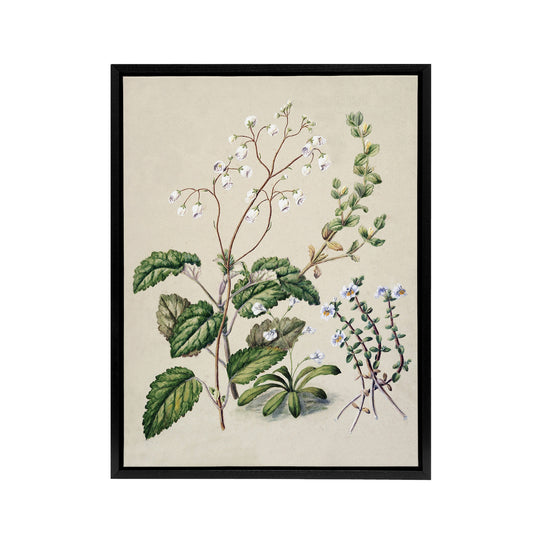 New Zealand Swamp Mazus Flowering Plant Featon Framed Canvas Wall Art Print