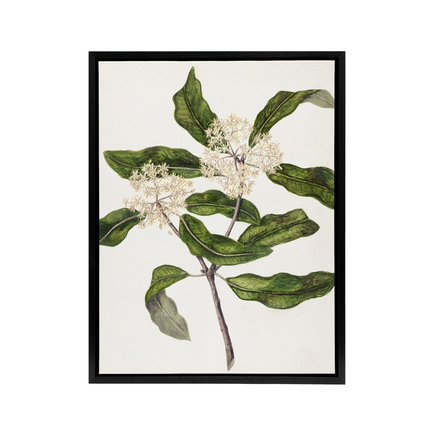 New Zealand Tarata Lemonwood Plant Featon Framed Canvas Wall Art Print