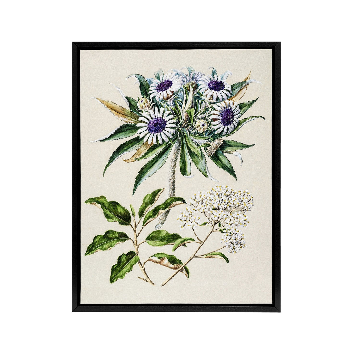 New Zealand Teteaweka Plant Flowers Featon Framed Canvas Wall Art Print