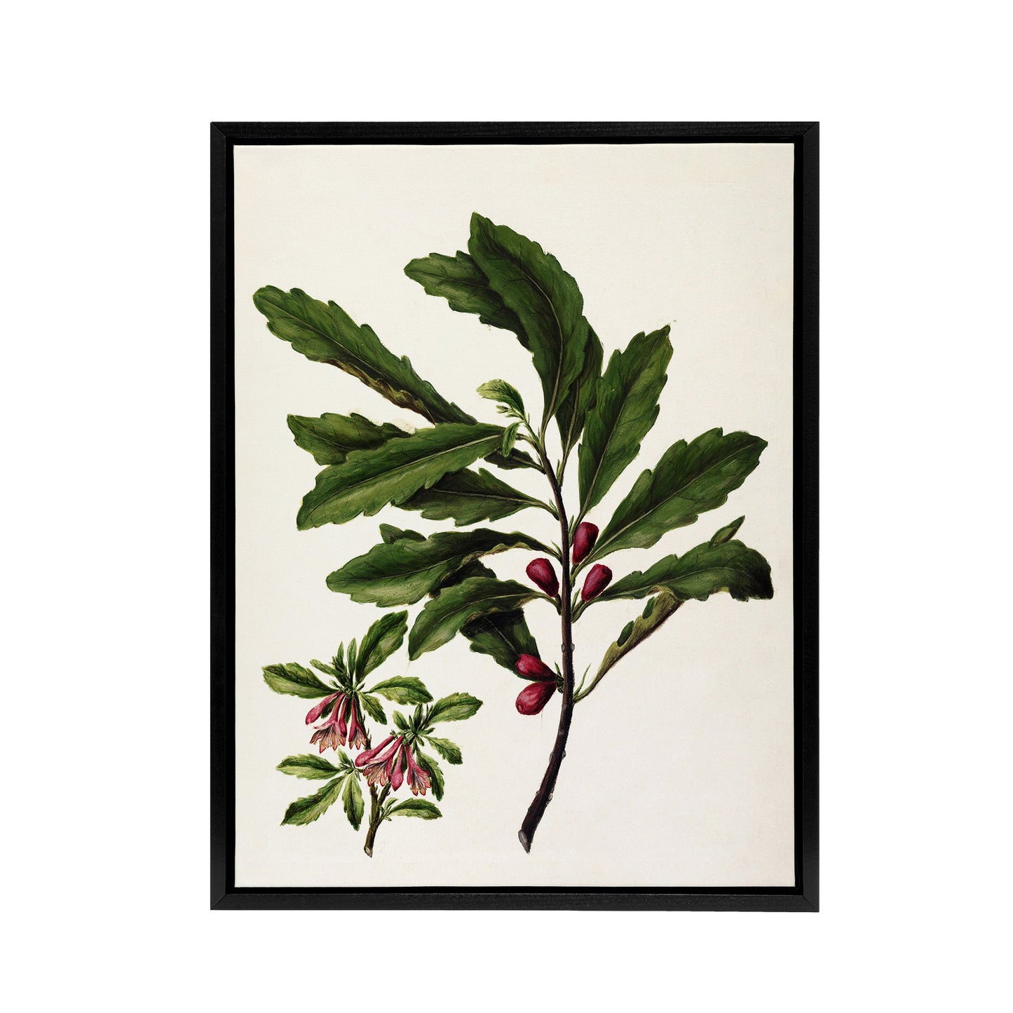 New Zealand Toropapa Flowering Plant Featon Framed Canvas Wall Art Print