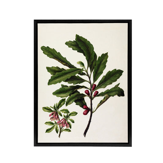 New Zealand Toropapa Flowering Plant Featon Framed Canvas Wall Art Print