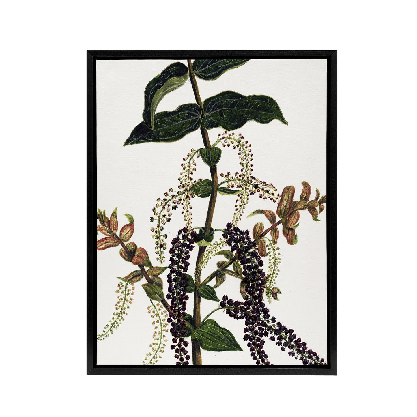 New Zealand Tutu Plant Vintage Artwork Featon Framed Canvas Wall Art Print