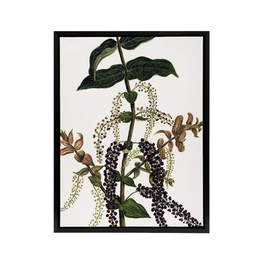 New Zealand Tutu Plant Vintage Artwork Featon Framed Canvas Wall Art Print