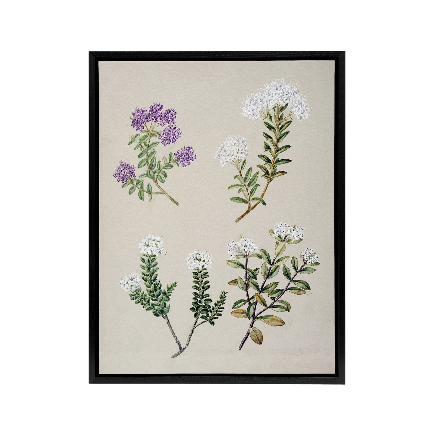 New Zealand Four Veronica Flowering Plants Featon Framed Canvas Wall Art Print