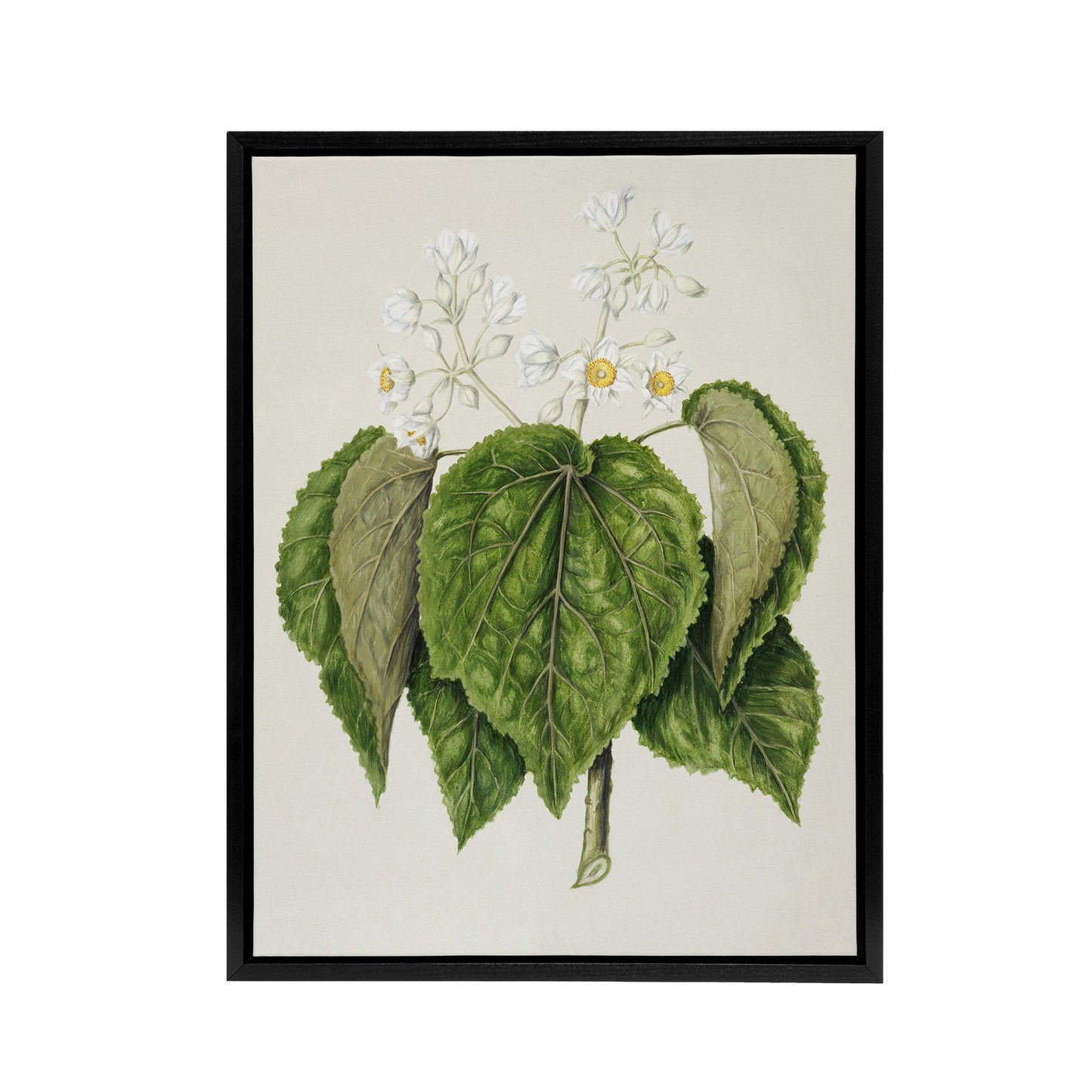 New Zealand Whau Cork Tree Flowers Featon Framed Canvas Wall Art Print