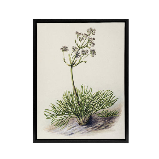 New Zealand Wild Spaniard Flower Featon Framed Canvas Wall Art Print