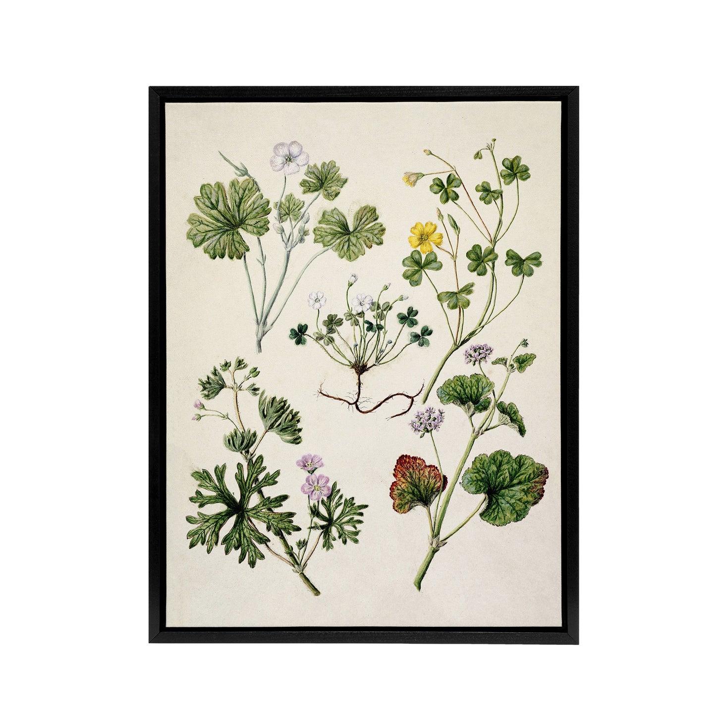 Vintage New Zealand Wildflower Artwork Featon Framed Canvas Wall Art Print
